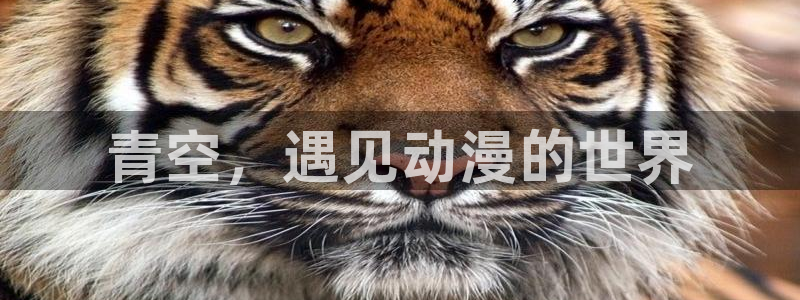风车动漫高清免费观看：青空，遇见动漫的世界
